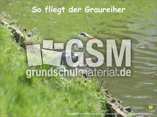 Graureiher-Flug-Fotopräsentation.pdf